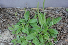 Plantago virginica