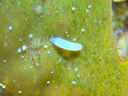 Caecum californicum observed 2026-08-11