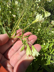 Epilobium luteum, photograph (c) Peter Abrahamsen, some rights reserved (CC BY)
