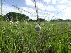 Helicella itala