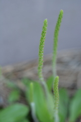 Plantago virginica