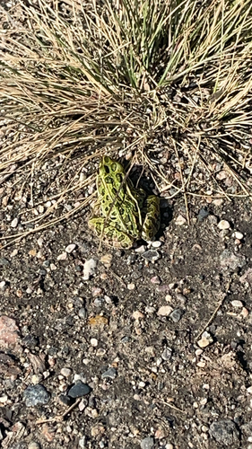 Northern Leopard Frog