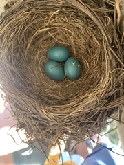 Turdus migratorius