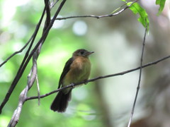 Myiobius sulphureipygius