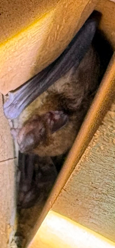 Big Brown Bat observed by tomsparsons