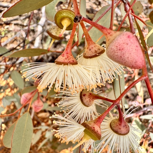 Eucalyptus drummondii