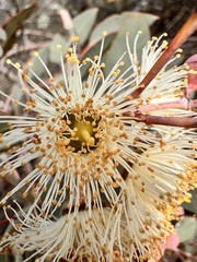 Eucalyptus drummondii, photograph (c) pimelea, some rights reserved (CC BY)