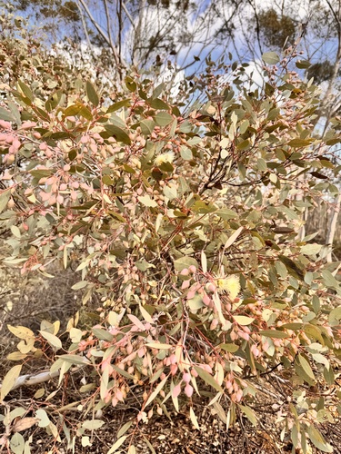 Eucalyptus drummondii, photograph 2