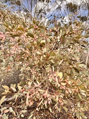 Eucalyptus drummondii, photograph (c) pimelea, some rights reserved (CC BY)