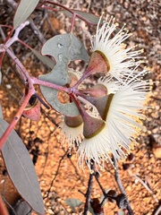 Eucalyptus drummondii, photograph (c) pimelea, some rights reserved (CC BY)
