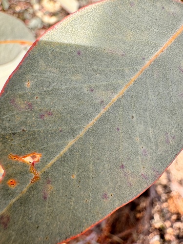 Eucalyptus drummondii, photograph 4