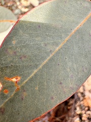 Eucalyptus drummondii, photograph (c) pimelea, some rights reserved (CC BY)
