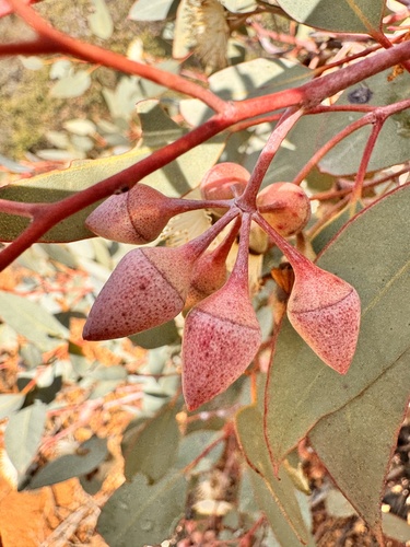 Eucalyptus drummondii, photograph 5