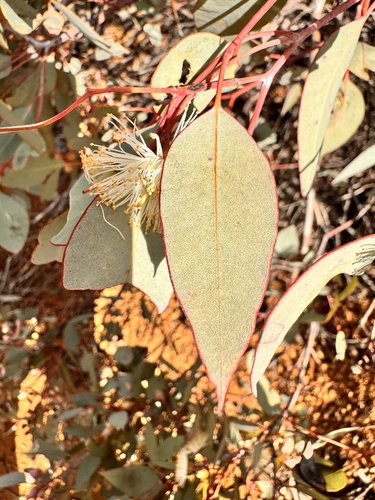 Eucalyptus drummondii, photograph 6