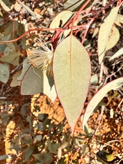 Eucalyptus drummondii, photograph (c) pimelea, some rights reserved (CC BY)