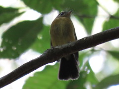 Myiobius sulphureipygius