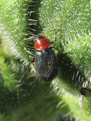 Collops punctatus