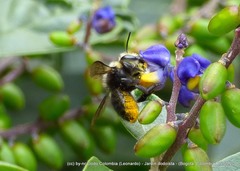 Megachile amparo