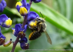 Megachile amparo