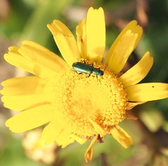 Psilothrix viridicoerulea