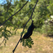 Acacia farnesiana