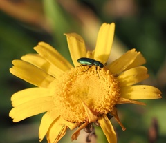 Psilothrix viridicoerulea