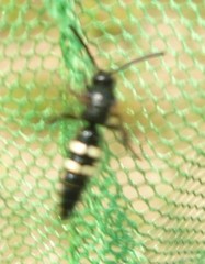 Scolia sexmaculata