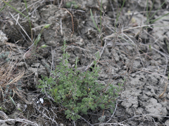 Artemisia pauciflora
