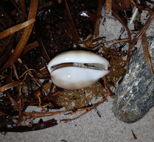 Austrocypraea reevei