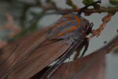 Pygarctia neomexicana