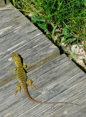 Timon lepidus ibericus