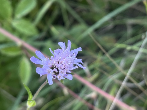 Field Scabious