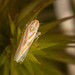 Erythridula - Photo (c) solomon hendrix, some rights reserved (CC BY-NC), uploaded by solomon hendrix