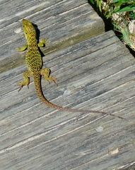 Timon lepidus ibericus