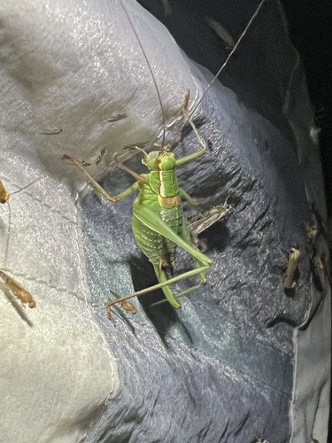 Barbitistes serricauda