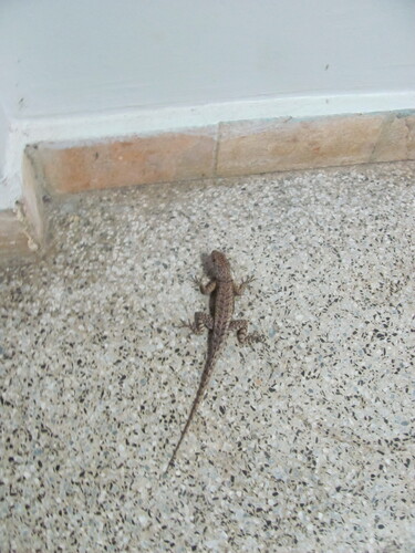 Peters' Lava Lizard, Tropidurus hispidus
