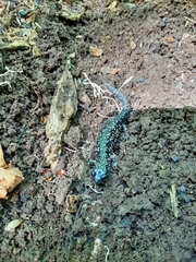 Plethodon glutinosus