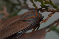 Pygarctia neomexicana