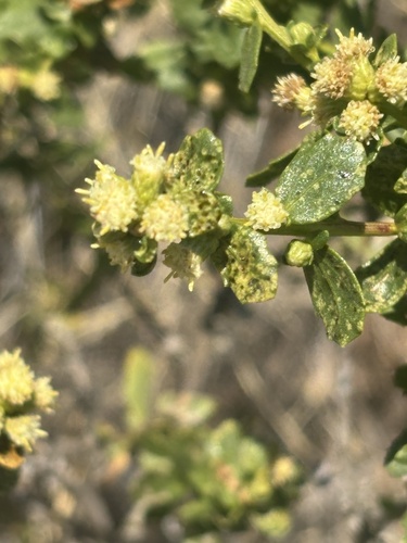 Coyote Brush seen in Sonoma Valley