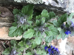 Ajuga genevensis