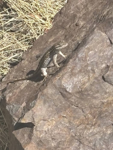 Western Fence Lizard seen in Sonoma Valley