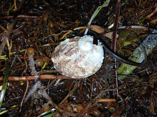 Circular ear shell