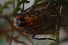 Pygarctia neomexicana