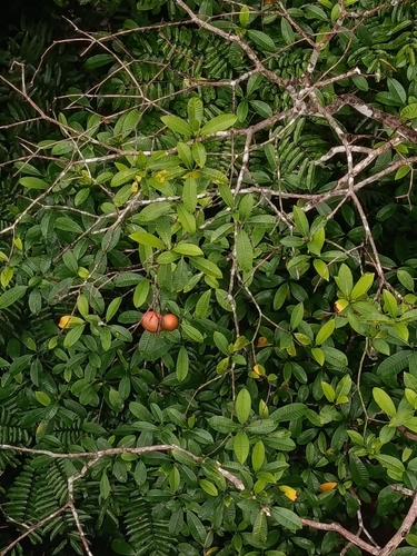 Tabernaemontana macrocarpa observed 2026-06-13