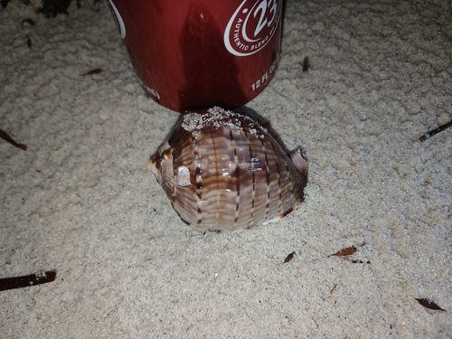 fimbriate helmet snail