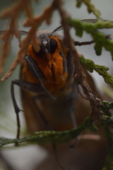 Pygarctia neomexicana
