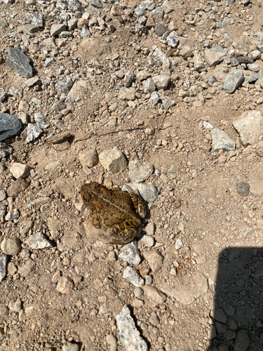 American Toad
