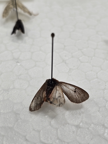 Ruby Tiger Moth