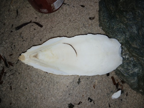 Australian Giant Cuttlefish
