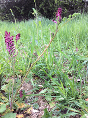 Fumaria officinalis officinalis